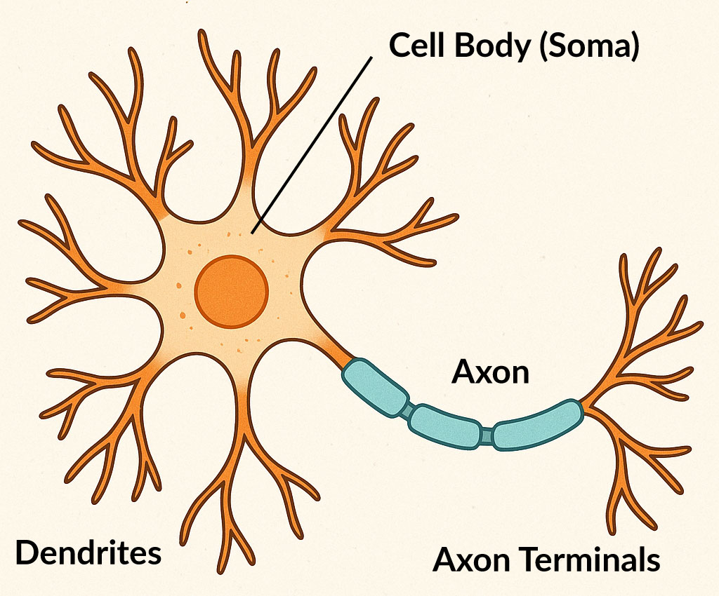 The basic structure of a neuron, showing the specialized components that enable neural communication